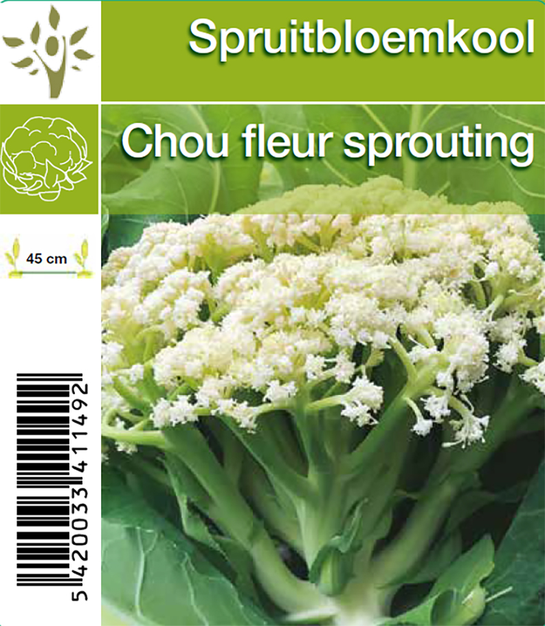 Chou fleur sprouting