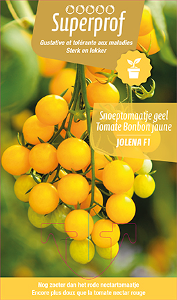 Tomate nectar jaune
