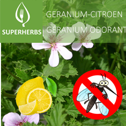 Géranium odorant citron pot 14