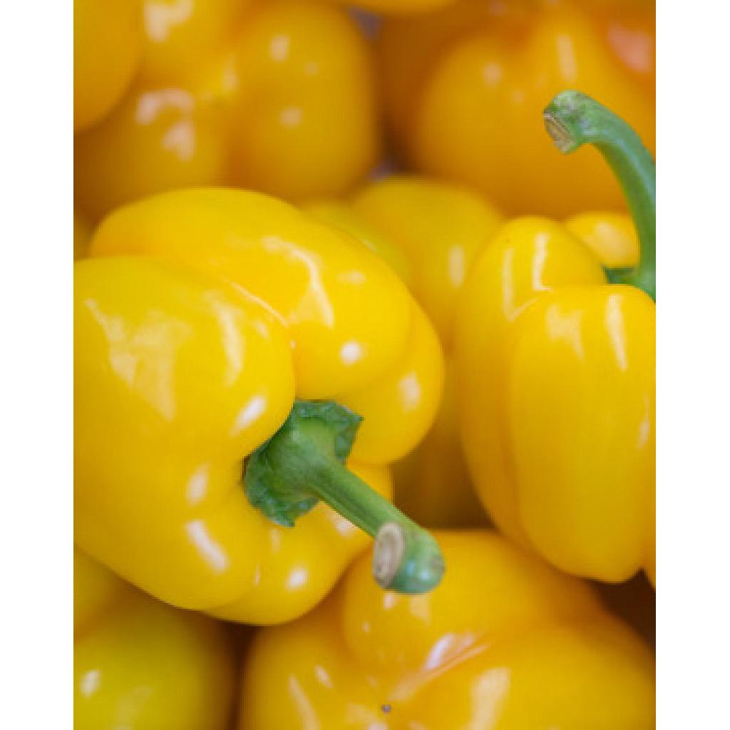 Poivron jaune pot 10,5