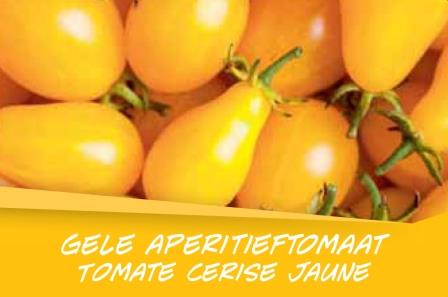 Tomate cerise jaune barq. 6
