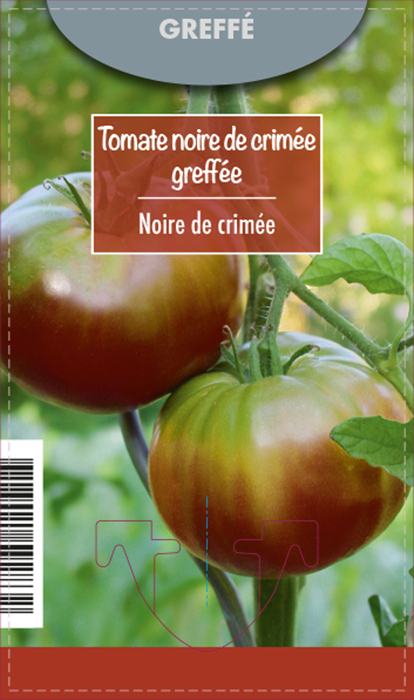 Tomate Noire de Crimée Greffée