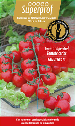 Tomate cerise greffée
