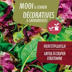 Laitue à couper d'automne