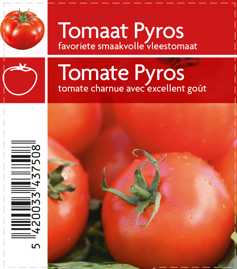 Tomate Pyros  pot 10,5