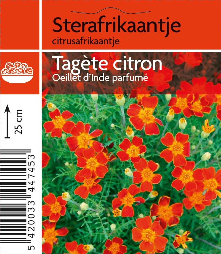 Tagéte citron