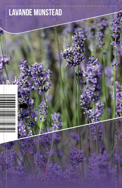 Lavande Munstead