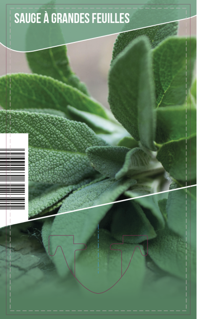 Sauge à grandes feuilles