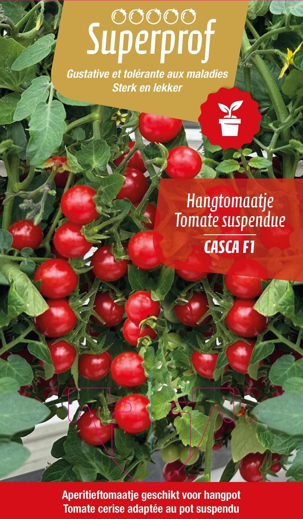 Tomate cerise suspendue