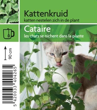 cataire