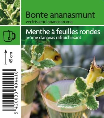 Menthe à feuilles rondes