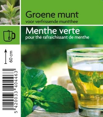 Menthe verte