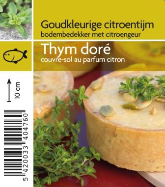 Thym dor√©