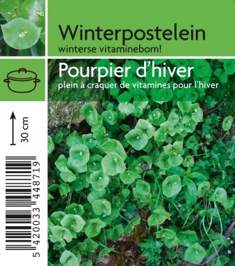 pourpier d'hiver