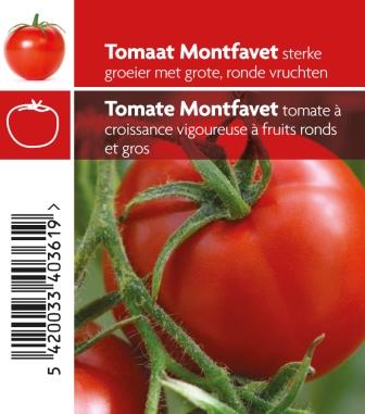 Tomates Montfavet pot 10,5