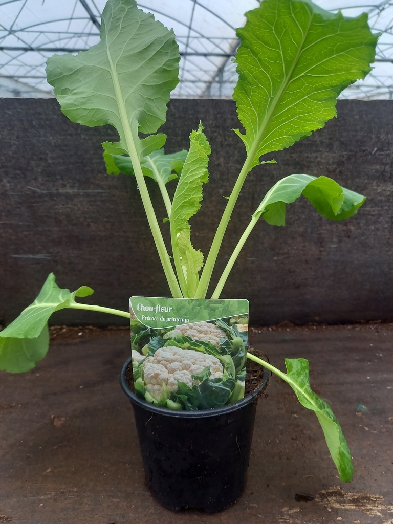 Chou fleur précoce pot 10.5