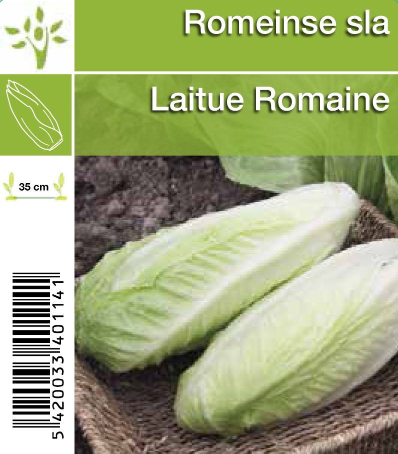 Laitue Romaine