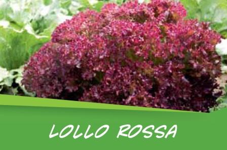 Lollo Rossa barq. 15