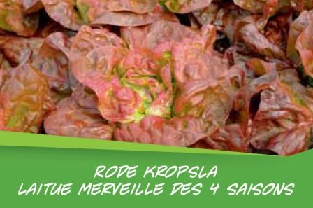 Laitue 4 Saison barq. 15