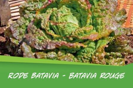 Laitue batavia rouge  barq. 15