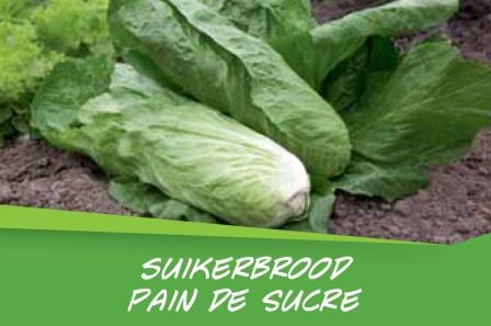 Pain de sucre barq. 15