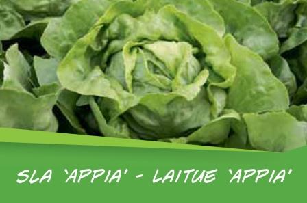 Laitue 'Appia'  barq. 15