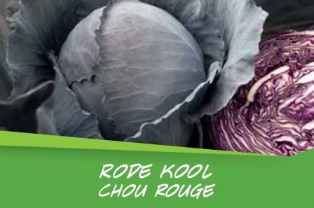 Chou rouge barq. 15