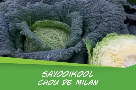 Chou de  Milan barq. 15