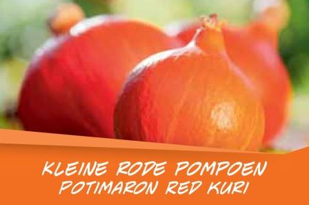 Potimaron Red kuri barq. 6