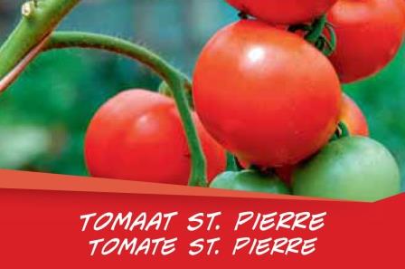Tomate St. Pierre barq. 6
