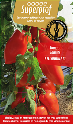 Tomate greffée cornabel