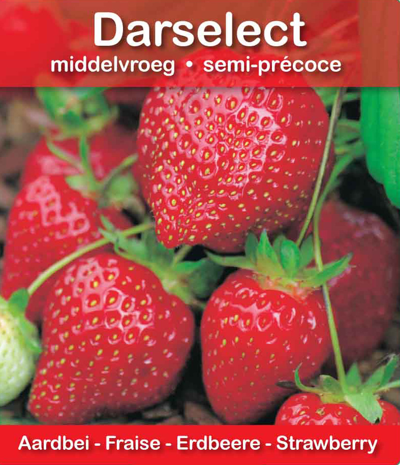 Fraise Darselect pot 10,5