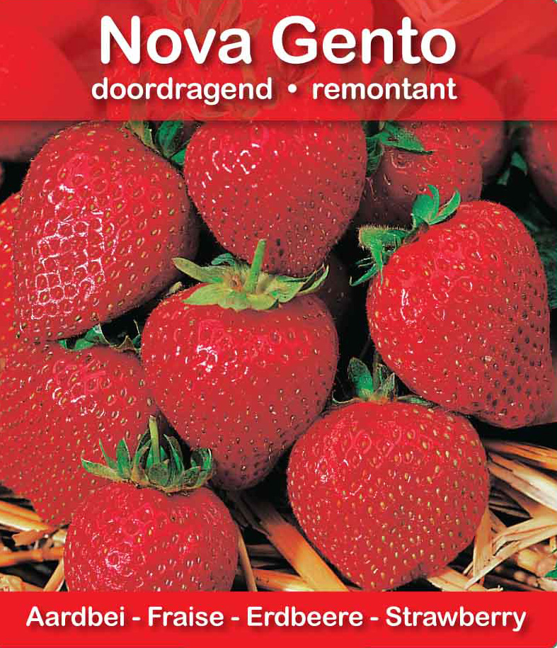 Fraise Nova Gento