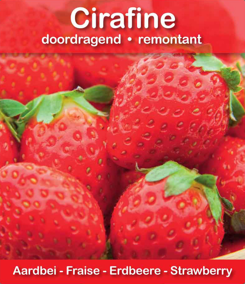 Fraise Cirafine pot 10,5
