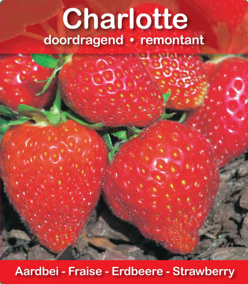Fraise Charlotte