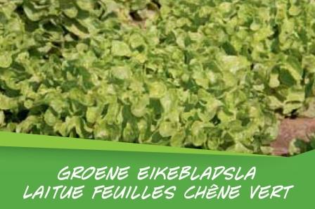 Laitue feuilles chêne vert barq. 15