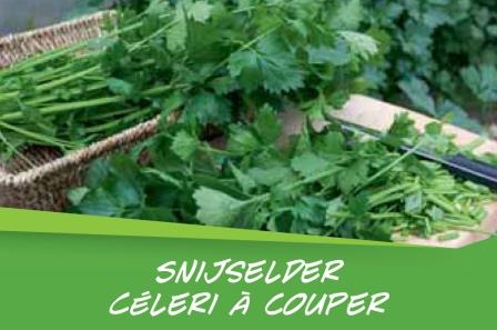 Céleri à couper barq. 15