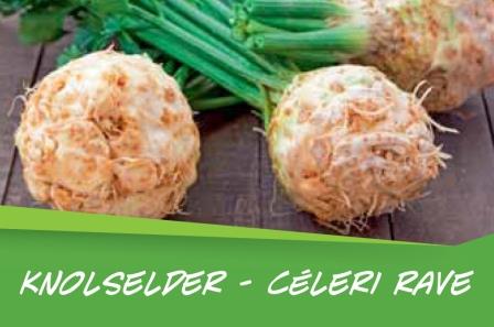Céleri rave barq. 15