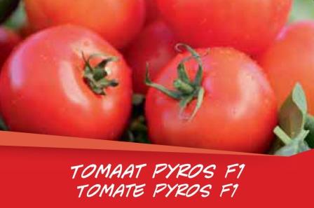 Tomate Pyros  barq. 6
