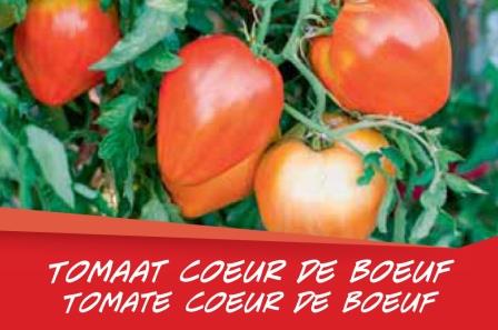 Tomate Coeur de boeuf par barq (6)