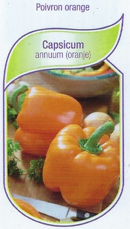 Poivron orange pot 9X8X8
