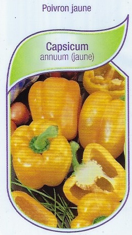 Poivron jaune pot 9X8X8