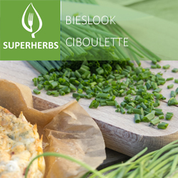 Ciboulette pot 14
