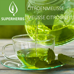 Citronnelle pot 14