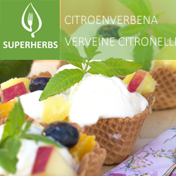 Verveine citronelle pot 14