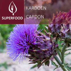 Cardon pot 14