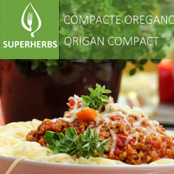 Origan compact pot 14