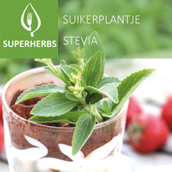 Stevia pot 14
