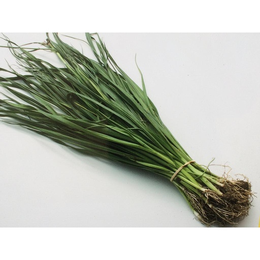 Poireaux d'hiver à repiquer par bottes de 50 poireaux