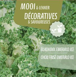 [9090] Chou Frisée Emerald Ice